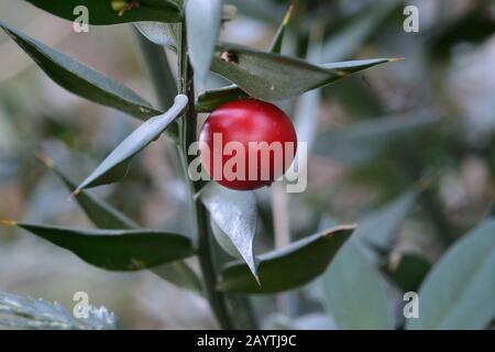 Prickly ruscus aculeatus plant known as butcher`s-broom. Stock Photo